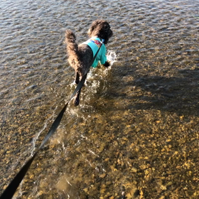 水浴び大好き❤️むぎの画像