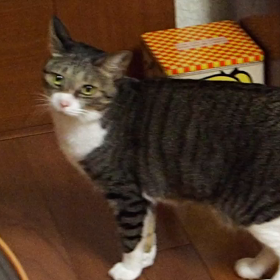 猫さん、みやぽんの夜鳴き動画の画像