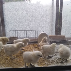 今年、最後の烏骨鶏のヒヨコ達の画像