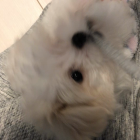 やんちゃの画像