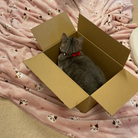 【Amebaおみくじ】2020年の運勢は...の画像