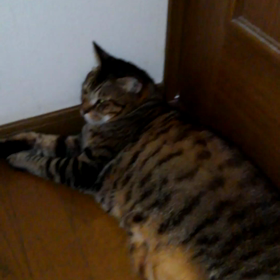 今日は鵜飼い開きの日の画像