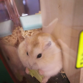 きなこモグモグtime～の画像