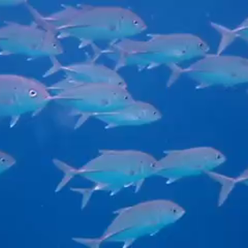 暇なのでお薦めリゾートの画像