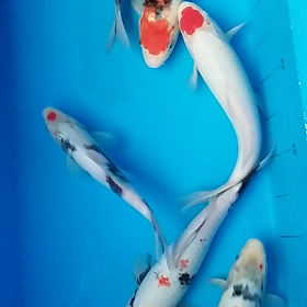 残した昭和の画像