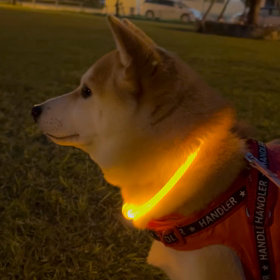 夜の散歩の画像