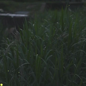 すぎぴたんの事件簿　シーズン２　２７５話（ほたるぅ~！）の画像