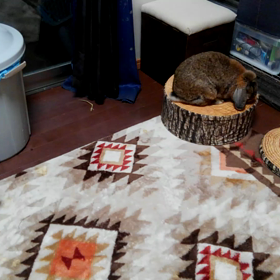 ファーストコンタクトの画像