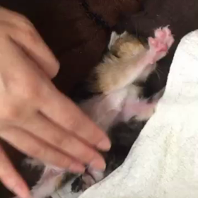 我が家のニャンコ達♡の画像