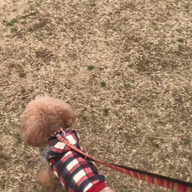 ♪お散歩動画♪代々木公園♪の画像