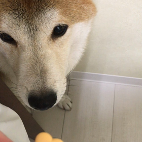 癒し犬“こたろう”の画像