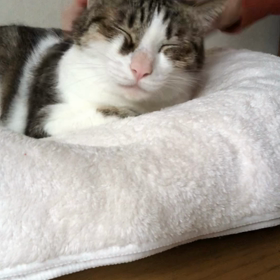 娘婿が猫アレルギーになって…変更変更でどうなる？デールと話し合い。の画像