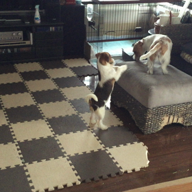 遊んで遊んで！の画像