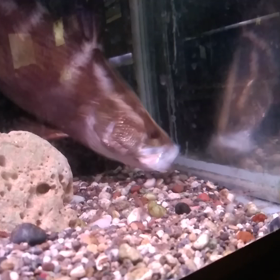 旅9-3　釣り人必見の動画！？の画像