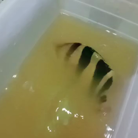 スーパーイエローリアルバンド 2の画像