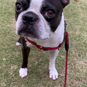 シニア犬のお散歩の画像