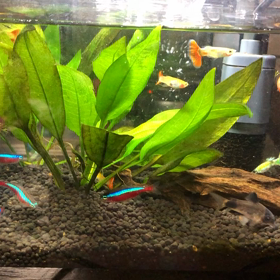 現在のアクアリウムの画像