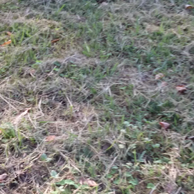 街猫は眠らない‼の画像