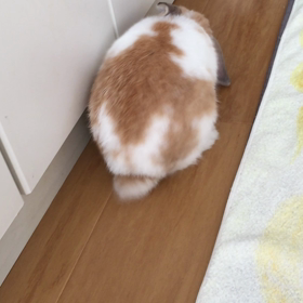 ほりほりコテンの画像