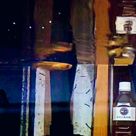 青木さんの授業＆メダカの紹介その3　～楊貴妃（ようきひ）～の画像