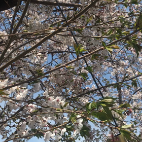 ”取り急ぎお伝えします。”の画像