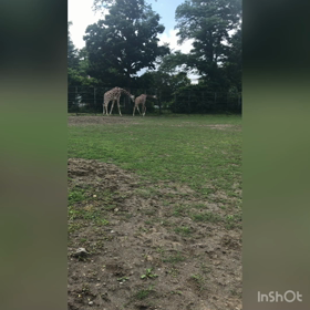 夜の動物園 キリンシマウマの展示時間についての画像