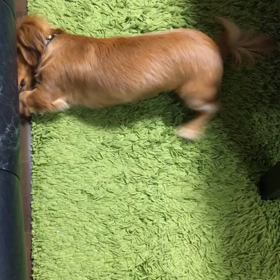 マル吉の日々の画像