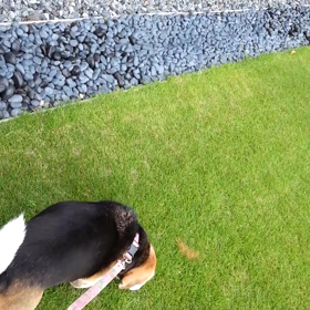 猫がいたのよ 2の画像