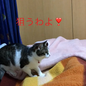 ありがたいジム、母に届いたマキタの掃除機、3人でイルカプリッチョ、チップとデールの字幕付き動画の画像