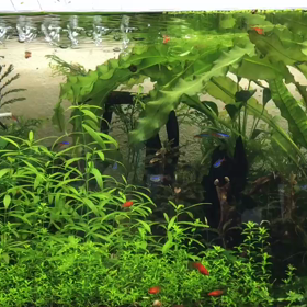 えにしえびアクアチャンネルの画像