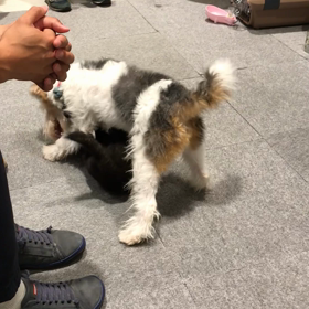 7月7日 犬の幼稚園第1回目の画像