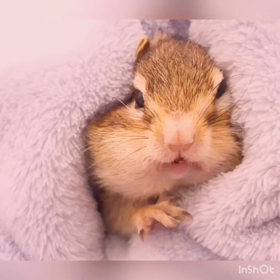 ぷぅちゃん新年のご挨拶♡の画像