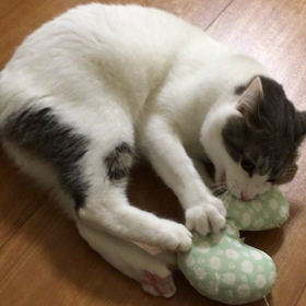 猫キック！の画像