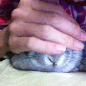 撫で希望、ウサっの画像