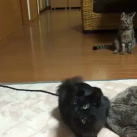 お利口にゃんこの画像