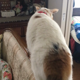 マイブーム動画編の画像