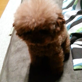 マダオアフロの唯一の芸の画像