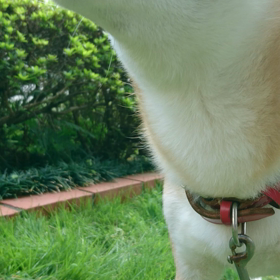 犬動画。の画像