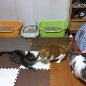 ある日の3ニャン(≡^.^≡)♪の画像