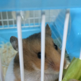 我が家の仲間入りの画像