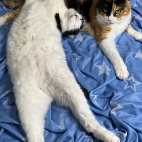 お気楽さぶちゃんの画像