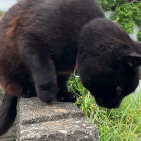 今日もオーナーは倒れそうに座っていたの画像