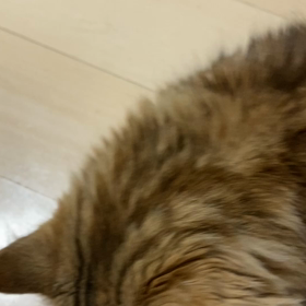 スコティッシュフォールド　乳腺癌かの画像