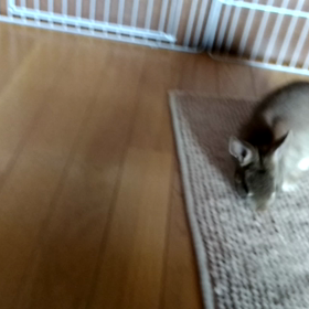 フニちゃんの動画とりたいの画像