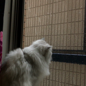 雪マリーの画像