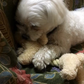 マルコの本性(๑´ڡ`๑)の画像