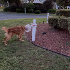 Nico vs 亀の画像