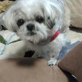 ひなちゃんの画像