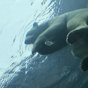 かわいすぎるホッキョクグマの画像