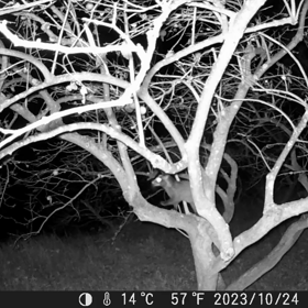 すぎぴたんの事件簿シーズン3　419話（残していた柿、食べられるハクビシン）の画像